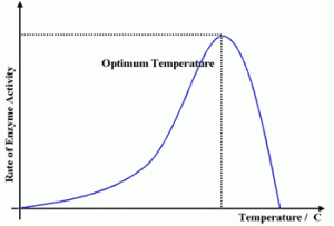 Source: http://revisionworld.com/sites/revisionworld.com/files/imce/enzymes.gif